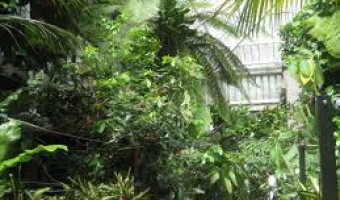 <p>The Barbican Conservatory - <a href='/journals/the-barbican-conservatory'>Click here for more information</a></p>
